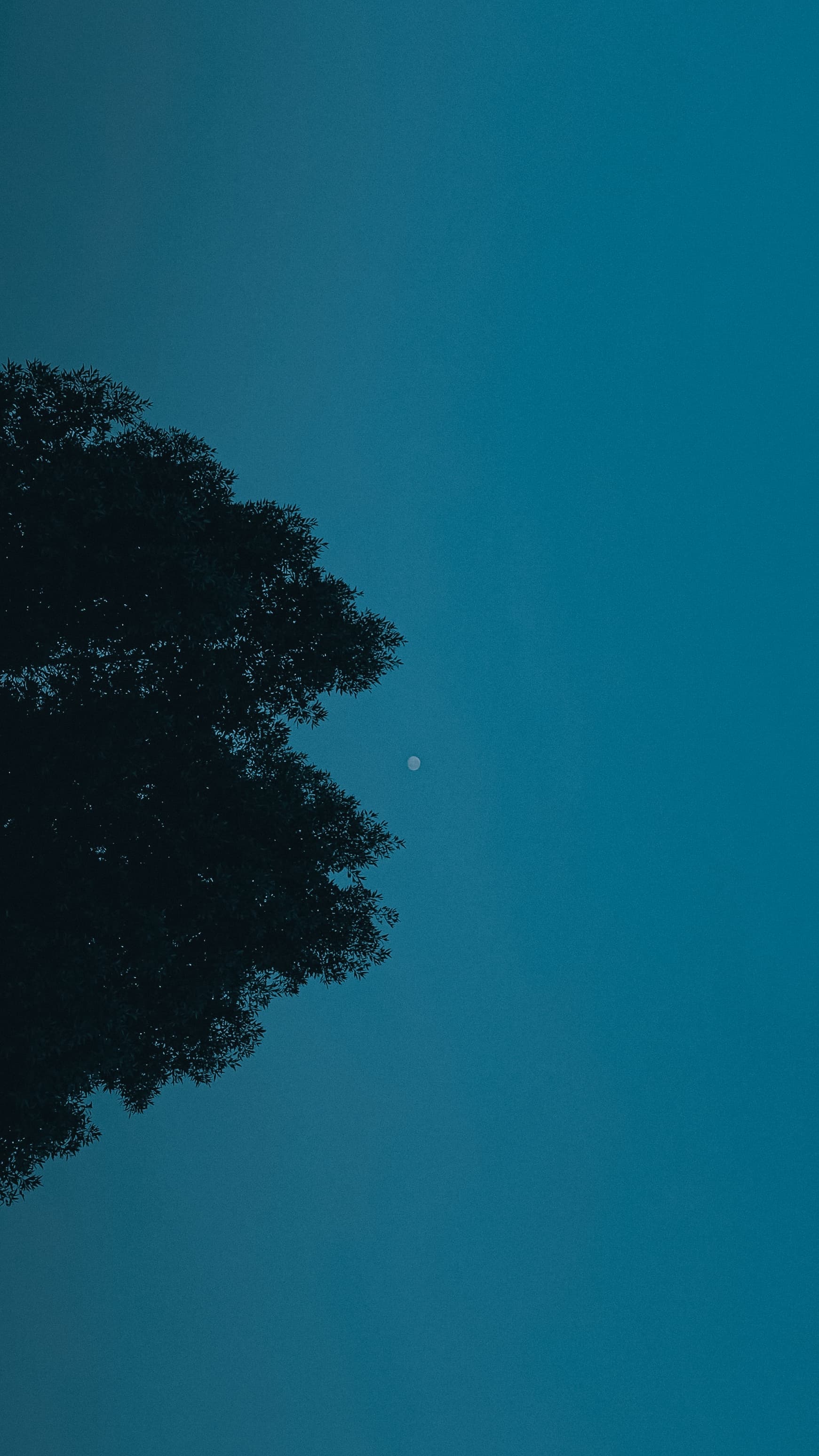 Wallpaper 4
